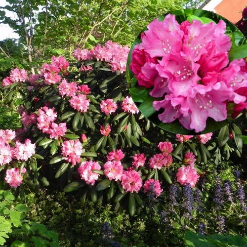 Rhododendron 'Kalinka' - Rododendron 'Kalinka' C5/5L